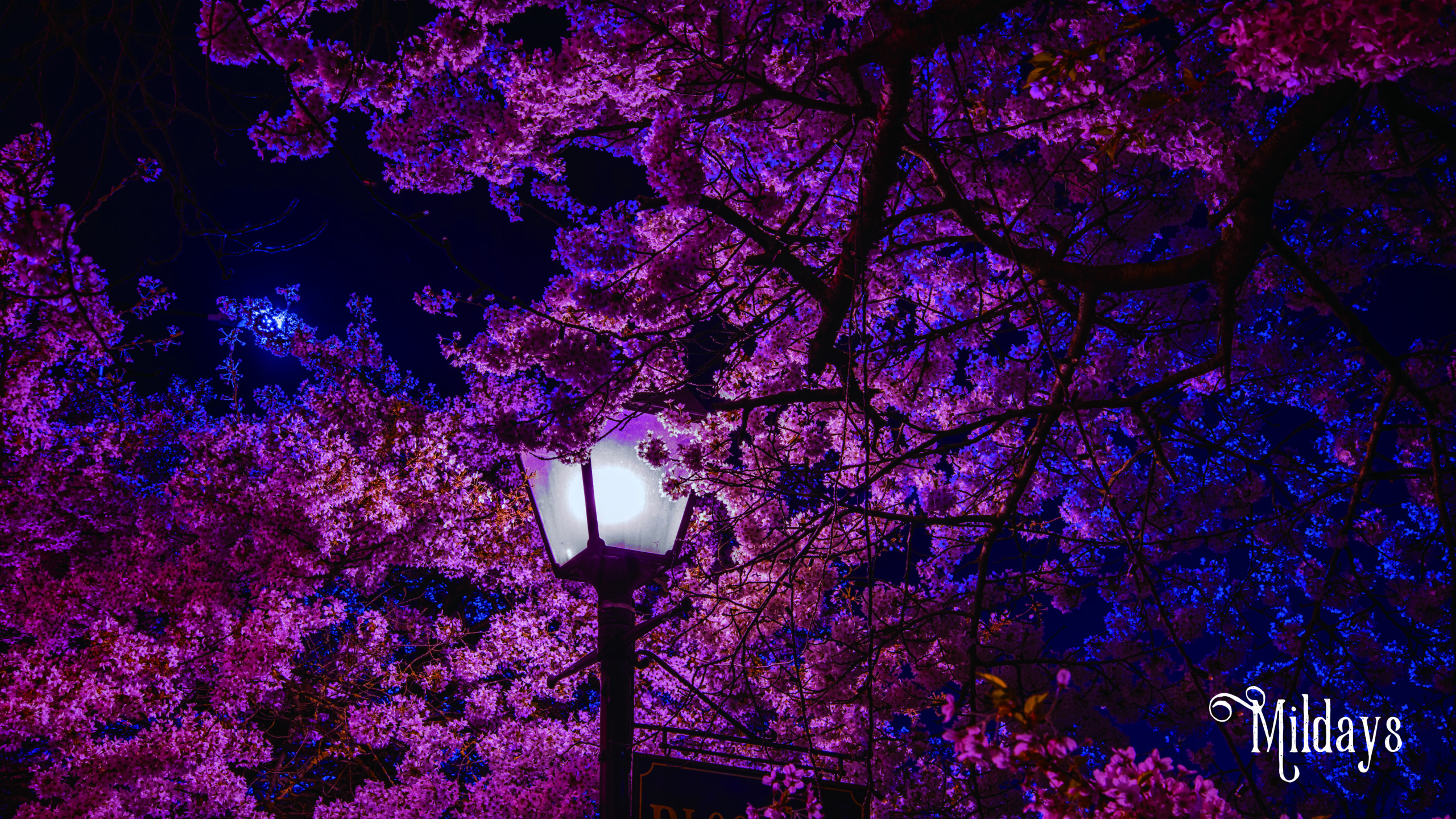 吉野の桜の時期・見ごろはズバリ〇〇の時が狙い目！見どころ＆ライトアップ情報も