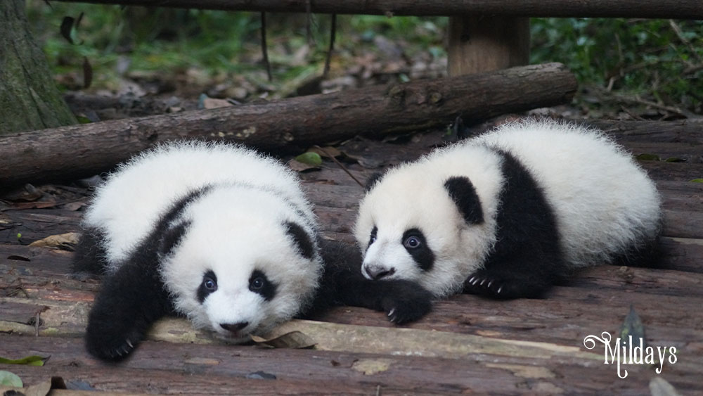 上野動物園双子パンダの公開日は2022年1月12日！予約は抽選？観覧方法など